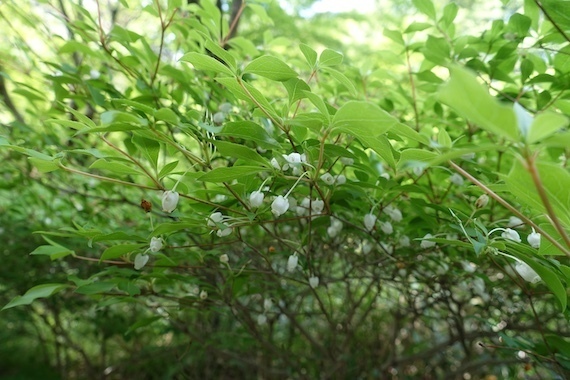 DSC00061.JPG